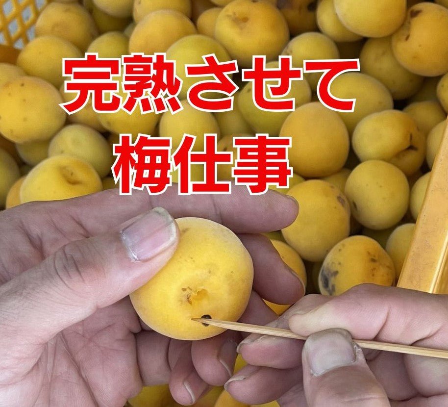 【先行予約！】数量限定！紀州南高梅 青梅 L～2Lサイズ 優品 1kg / 2kg /3kg / 5kg / 10kg