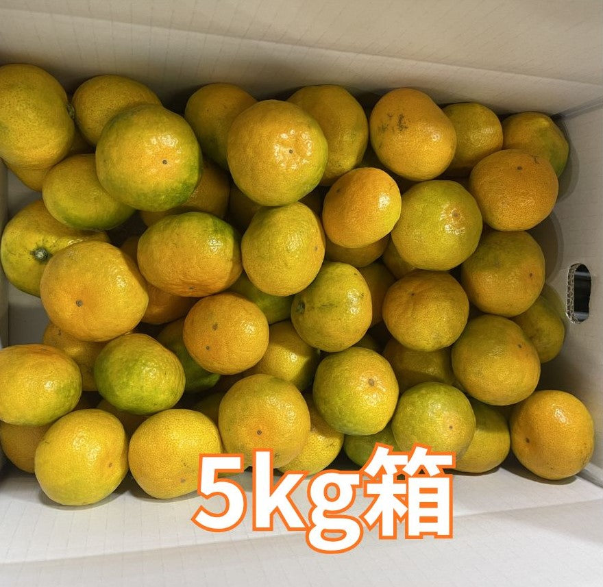 ゆら早生発祥の地。YURA’n数見農園のご家庭用ゆら早生みかん（5㎏)　～紀州由良町産～