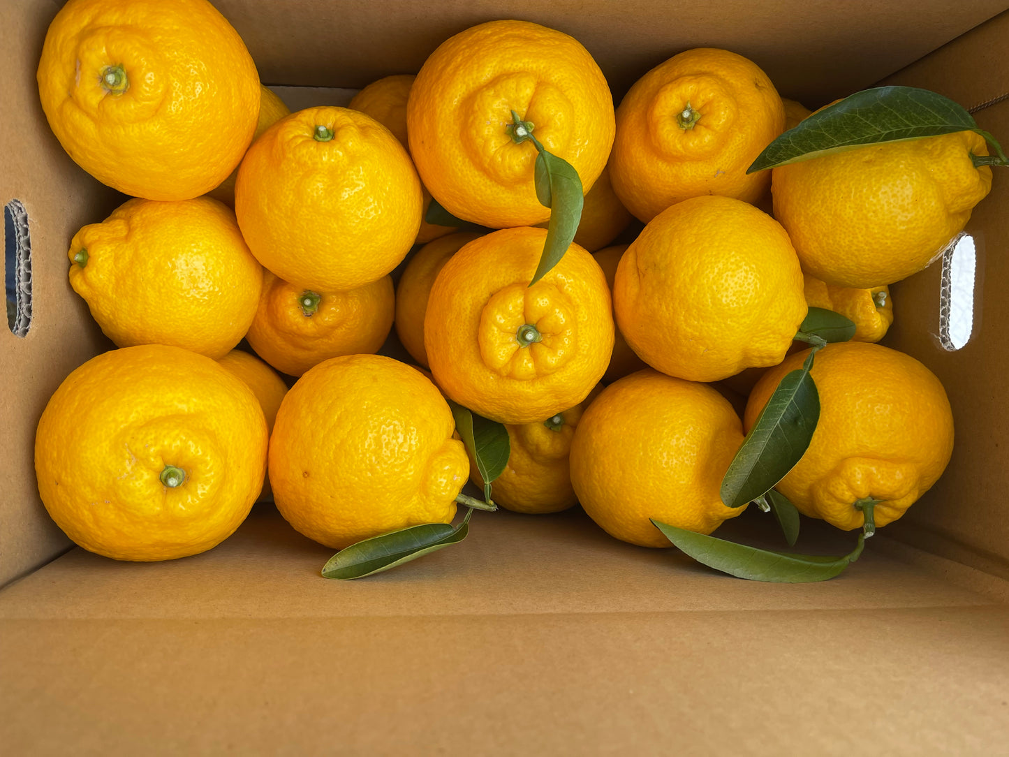 紀州の殿様に献上されたという和歌山の特産品　三宝柑5kg