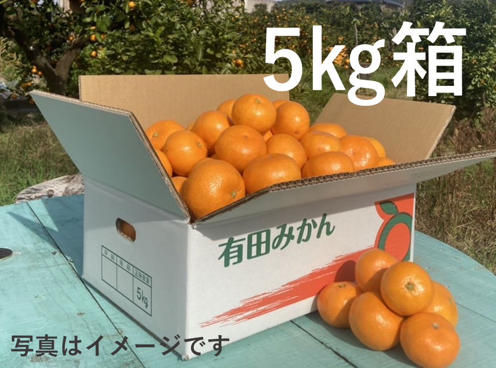 年内お届けは25日（水）までにご注文ください！おいしい！でもちょっぴり訳あり　ご家庭用有田みかん　５㎏