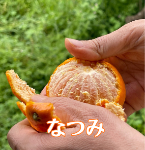会員募集中！Orange Club 2026～2027｜満喫編（10〜翌4月）｜旬のみかん、春物オレンジを月1回、7カ月間、お届けするサブスクです