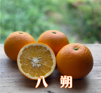 2月～4月の期間限定サブスク　Orange Club～春物オレンジ編～