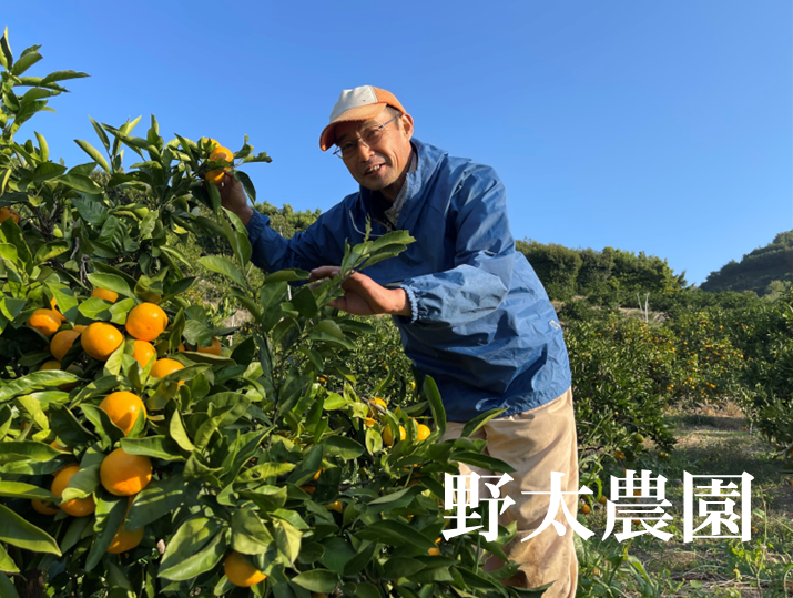 年内お届けは25日（水）までにご注文ください！定番！ご自宅で。お歳暮に。有田みかん（5㎏）