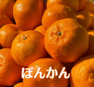 会員募集中！Orange Club 2026～2027｜満喫編（10〜翌4月）｜旬のみかん、春物オレンジを月1回、7カ月間、お届けするサブスクです