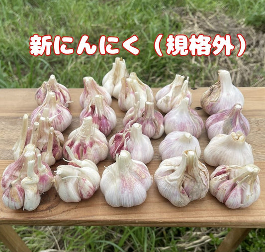 元気いっぱいはちきれんばかり（規格外）の新にんにく（和歌山・橋本農園）