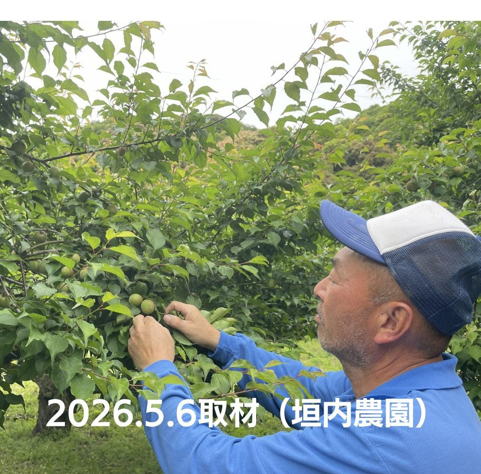 【先行予約！】数量限定！紀州南高梅 青梅 L～2Lサイズ 優品 1kg / 2kg /3kg / 5kg / 10kg