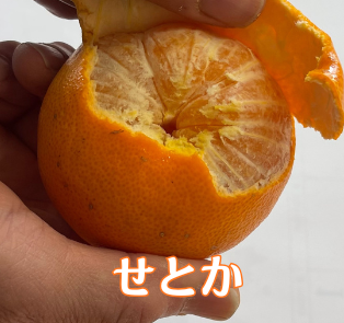 2月～4月の期間限定サブスク　Orange Club～春物オレンジ編～