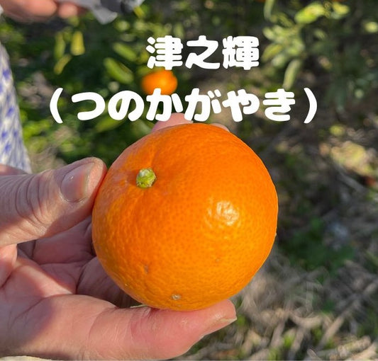 春物オレンジらしさをぎゅっと凝縮。手で剥けて濃い味。津之輝（つのかがやき）