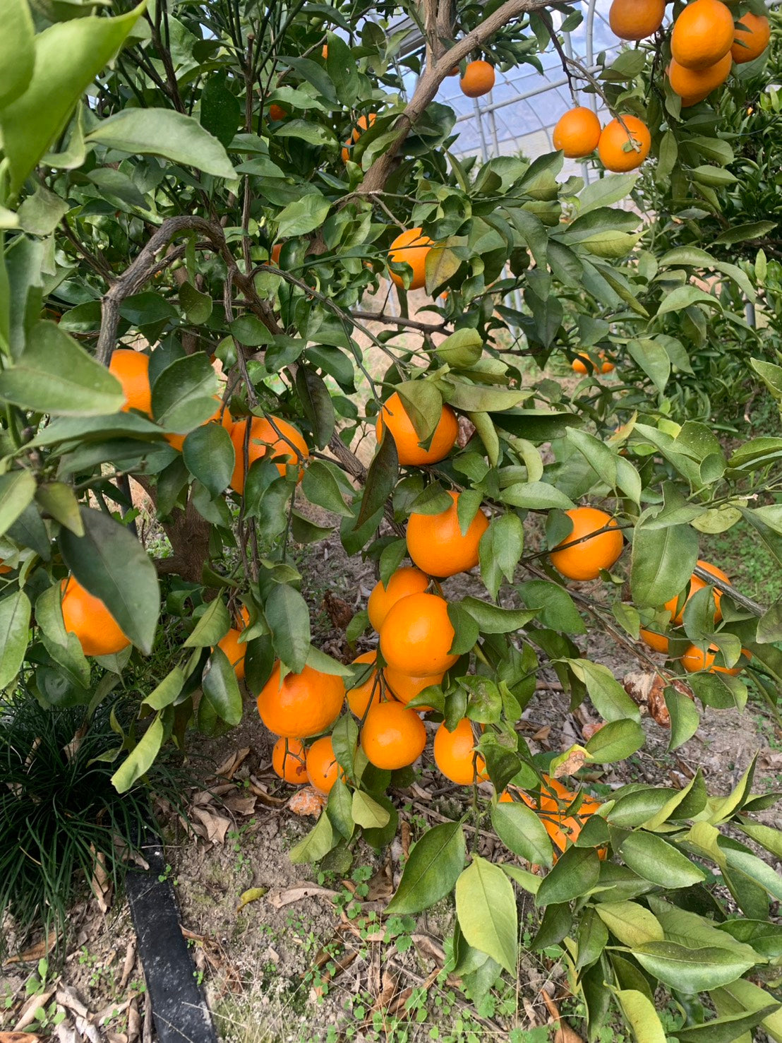 春物オレンジの新星“あすみ”。化粧箱入り（2Lサイズ×12個　約2,5kg )。５名様限定！しかも２月２０日（金）正午までの期間限定！人気のせとか、甘平、そして新星のあすみちゃん！貴方は何派？