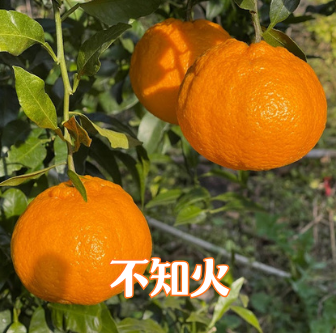 2月～4月の期間限定サブスク　Orange Club～春物オレンジ編～