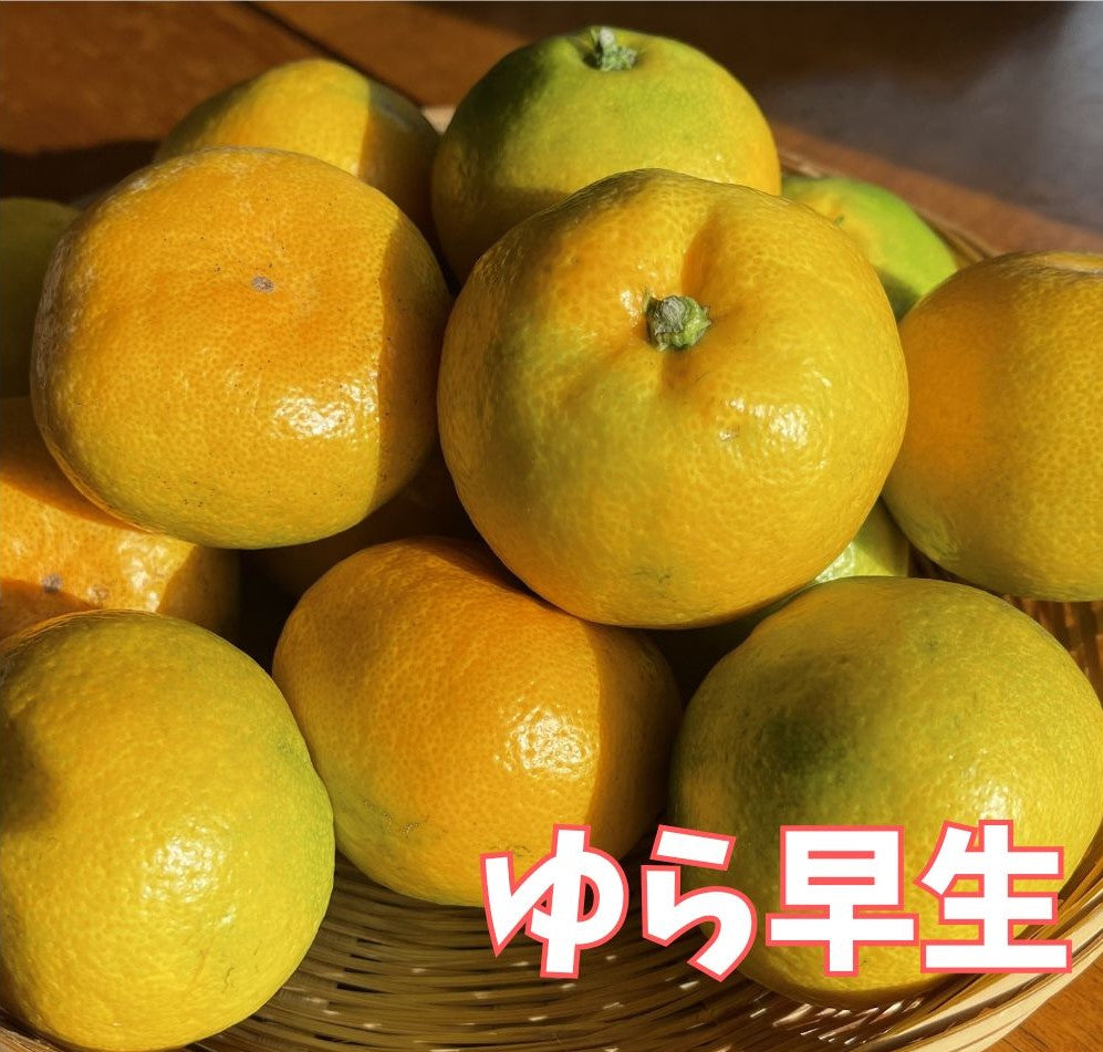 秋の味くらべ｜ゆら早生2kgと味心の2Lたねなし柿5個 詰め合わせ