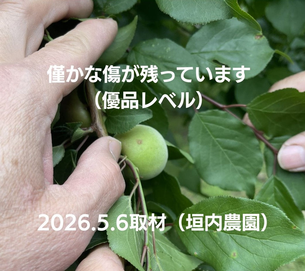 【先行予約！】数量限定！紀州南高梅 青梅 L～2Lサイズ 優品 1kg / 2kg /3kg / 5kg / 10kg