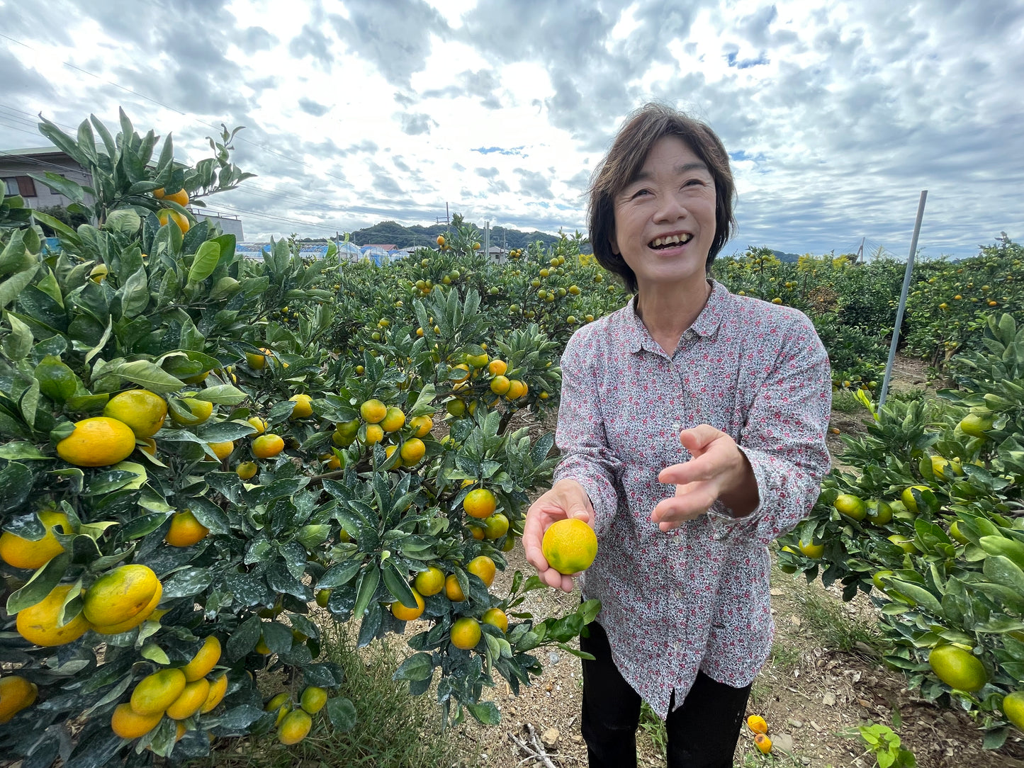 甘さとほどよい酸味！極早生みかんの王様！ゆら早生