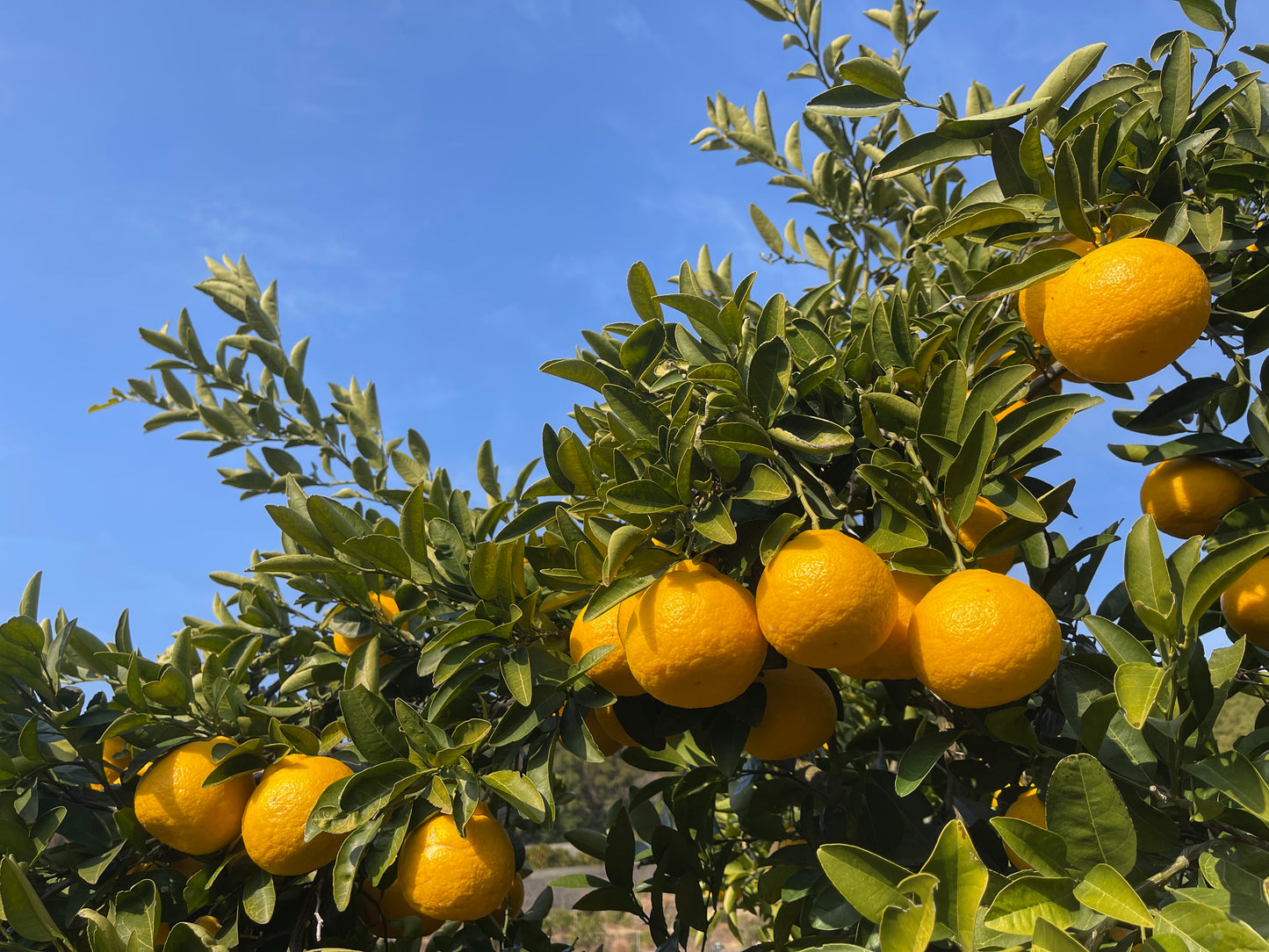 紀州の殿様に献上されたという和歌山の特産品　三宝柑5kg