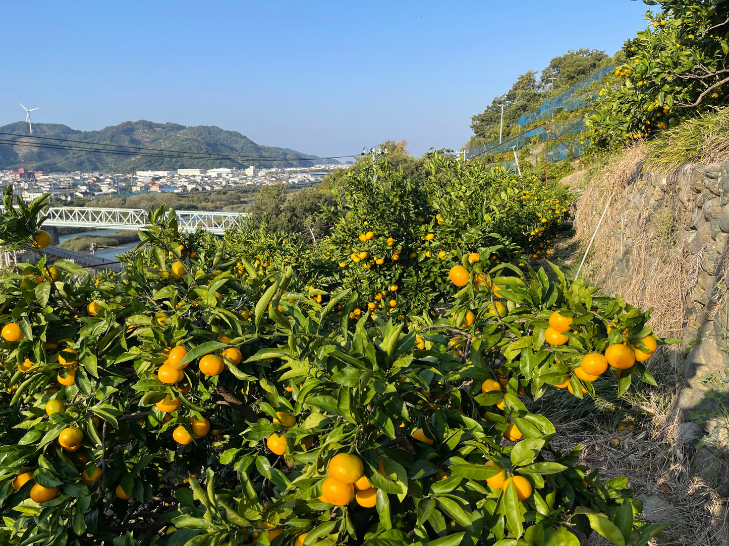 紀州産直便　Orange Club みかん編始めます。紀州産直便ならではのおいしいみかんを3カ月限定でお届けするサブスクです。送料無料2890円/月～
