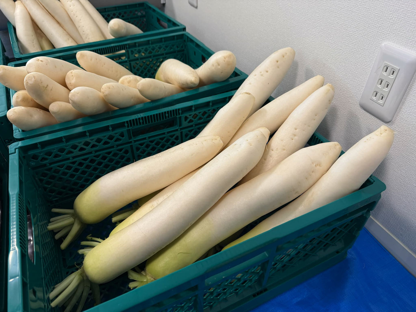 農薬不使用、化学肥料不使用のお野菜をご自宅にお届けするサブスクです（期間限定5月～12月）。紀州産直便と、こくちーずファームとのタイアップ企画！紀州産直便「とくうま野菜クラブ」ご予約受付スタート！