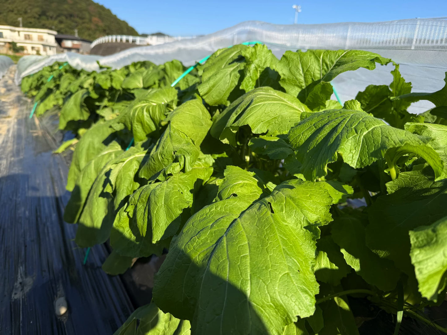 農薬不使用、化学肥料不使用のお野菜をご自宅にお届けするサブスクです（期間限定5月～12月）。紀州産直便と、こくちーずファームとのタイアップ企画！紀州産直便「とくうま野菜クラブ」ご予約受付スタート！