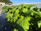 農薬不使用、化学肥料不使用のお野菜をご自宅にお届けするサブスクです（期間限定5月～12月）。紀州産直便と、こくちーずファームとのタイアップ企画！紀州産直便「とくうま野菜クラブ」ご予約受付スタート！