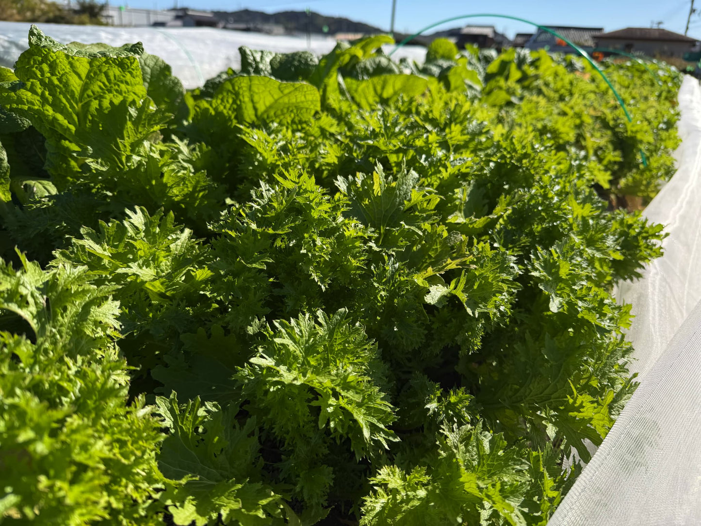農薬不使用、化学肥料不使用のお野菜をご自宅にお届けするサブスクです（期間限定5月～12月）。紀州産直便と、こくちーずファームとのタイアップ企画！紀州産直便「とくうま野菜クラブ」ご予約受付スタート！