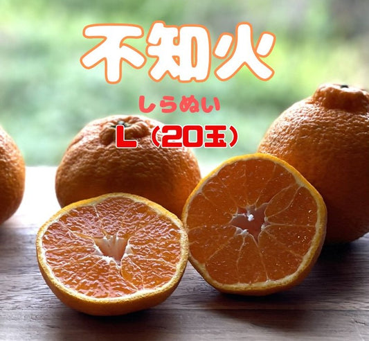 いよいよ始まります！春物オレンジ一番人気！甘くてジューシー和歌山県産不知火（しらぬい）Lサイズ（20個）