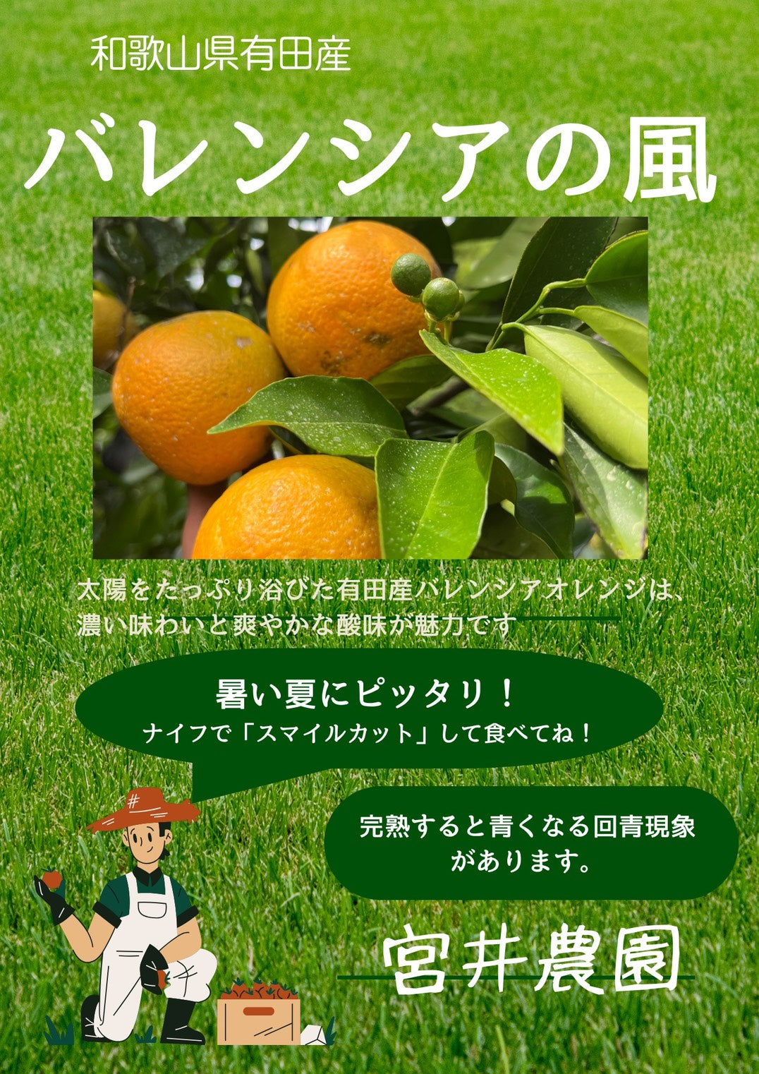 農家自慢シリーズ｜和歌山・宮井農園のバレンシアオレンジ｜青く見えて完熟、爽やかな初夏の甘さを樹上完熟で直送.ちょっぴり訳ありお買い得！