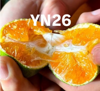 紀州産直便　Orange Club みかん編始めます。紀州産直便ならではのおいしいみかんを3カ月限定でお届けするサブスクです。送料無料2890円/月～