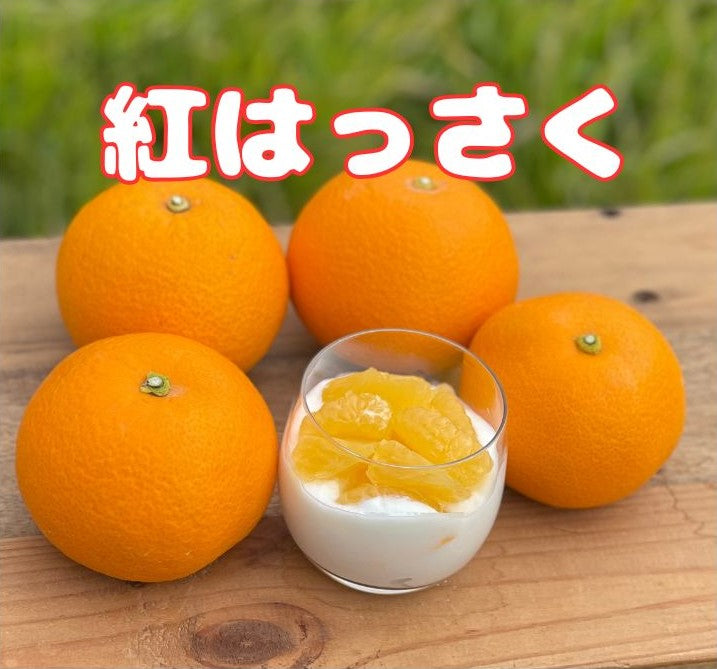 贈答用にも人気の紅八朔。鮮やかな橙赤色と上品な甘さの高級柑橘。甘みしっかり・酸味まろやかで子どもにも食べやすい八朔です