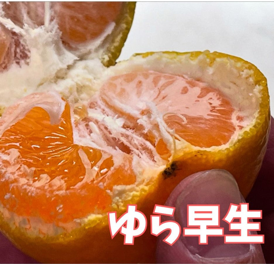 秋の味くらべ｜ゆら早生2kgと味心の2Lたねなし柿5個 詰め合わせ