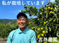 早割！マルシェでも大人気！甘酸っぱさが大人気の極早生みかん。和歌山県オリジナル品種YN２６（3㎏）始まります。　先着30名様限定